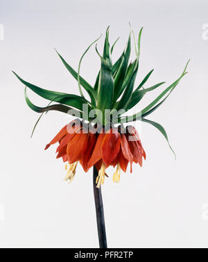 Fritillaria imperialis (Crown imperial, Kaiser's crown), flowerhead Stock Photo