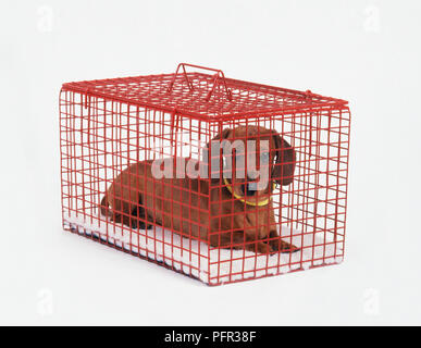 Red Miniature Smooth Haired Dachshund in pet carrier Stock Photo