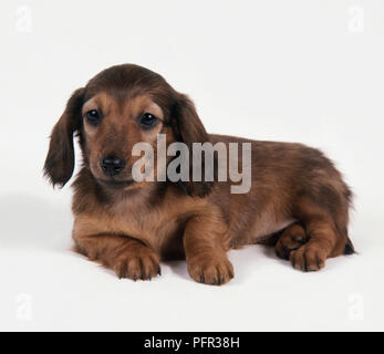 Red Long Haired Dachshund puppy lying down Stock Photo