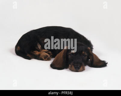 Long Haired black and tan Smooth Haired Dachshund puppy lying down Stock Photo