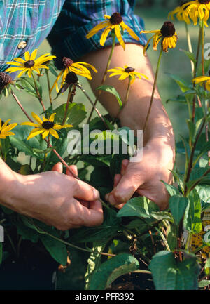 Man pulling away the dead heads from long-stemmed Rudbeckia sp. (Coneflower, Black-eyed susan), close-up Stock Photo