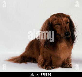 Red Long Haired Dachshund sitting with eyes closed Stock Photo