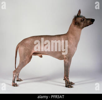 Male Peruvian Hairless dog standing with head in profile Stock Photo