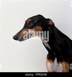 Head and shoulders of female black and tan and white Chart Polski (Polish Greyhound) Stock Photo