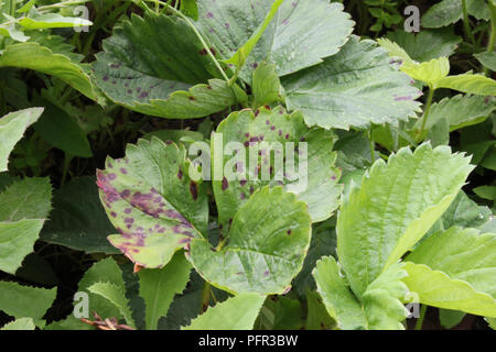 Strawberry leaf spot (purple spots) on leaves of strawberry plant, caused by fungus Mycosphaerella fragariae Stock Photo