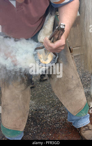 Smoke rising from horseshoe as blacksmith hot-shoeing horse, holding in place with stainless steel tongs, close-up Stock Photo