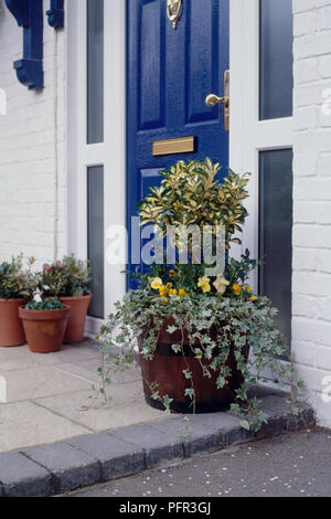 Wooden plant pot containing Hedera helix (Ivy) trailing leaves, Viola sp. (pale yellow winter pansy and golden violas), Euonymus fortunei, Sarcococca confusa (Christmas box), next to doorstep Stock Photo