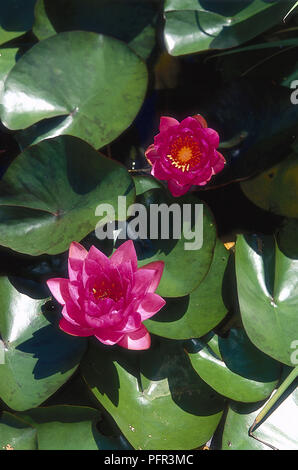 Pink flowers and leaves from Nymphaea 'James Brydon', Water Lily Stock Photo