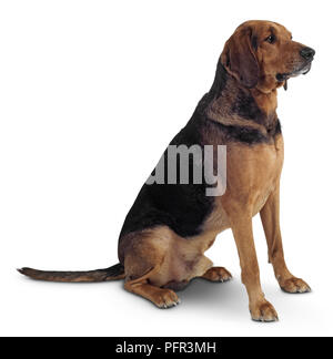 Polish Hound (Ogar Polski), seated Stock Photo