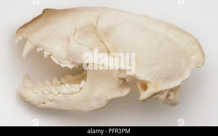 Skull of European Badger (Meles meles) Stock Photo