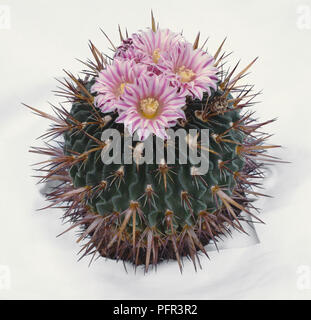 Stenocactus multicostatus, cactus with pink flowers Stock Photo