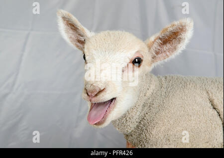 Bleating lamb, close-up Stock Photo