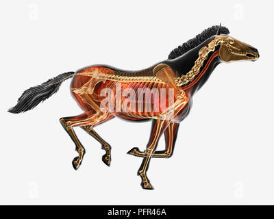 Illustration, anatomy of Przewalski's horse (Equus ferus przewalskii) Stock Photo