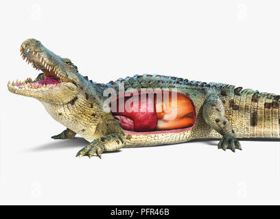 Digital illustration of saltwater crocodile with internal organs showing, cutaway Stock Photo