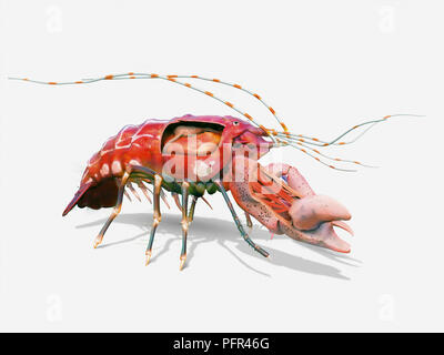 Digital illustration of pistol shrimp or snapping shrimp with internal organs showing, cutaway Stock Photo