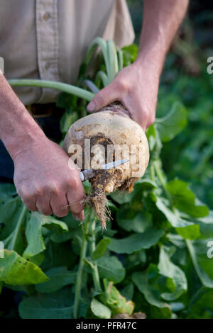 Harvesting swede, Cutting root off Stock Photo