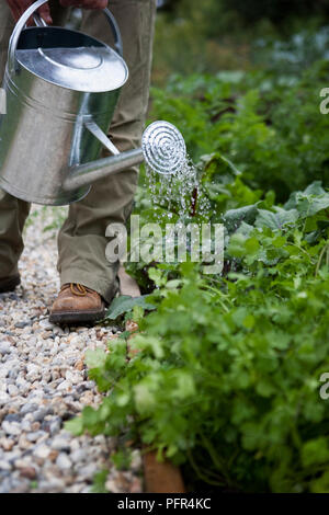 Coriander 'Calypso', plants being watered with watering can Stock Photo