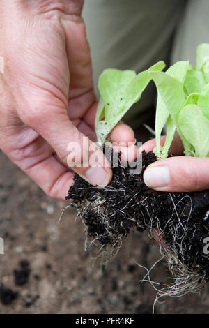 Dividing endive seedlings, Endive 'Indivia D'Estale A Cuore Giallo', close-up Stock Photo