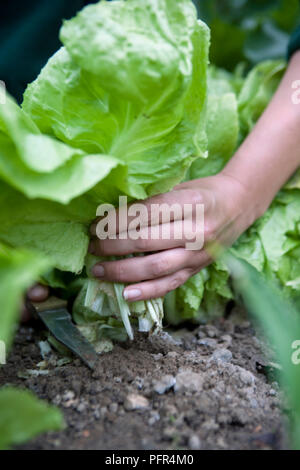 Harvesting endive, Endive 'Indivia D'Estale A Cuore Giallo', cutting at base, close-up Stock Photo