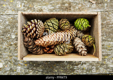 Collection of pine cones in wooden box Stock Photo