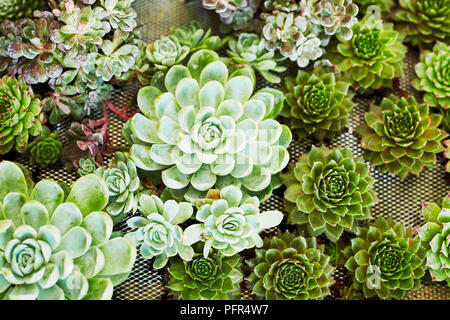 Succulent plants attached to living picture frame Stock Photo