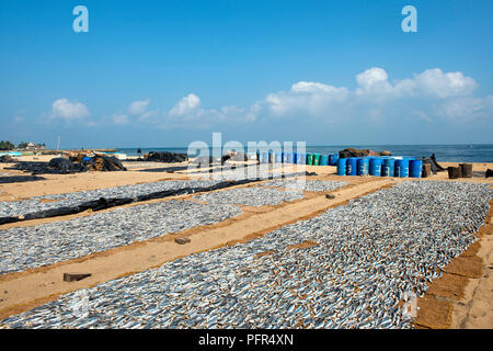Sri Lanka, Western Province, Negombo Beach, fish laid out to dry on beach Stock Photo
