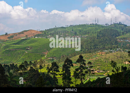 Sri Lanka, Uva Province, Haputhale, Dambatenne Tea Factory, tea plantation seen from Lipton's Seat viewing point Stock Photo