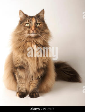 Norwegian Forest Cat Stock Photo