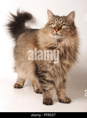 Norwegian Forest Cat Stock Photo
