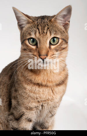 Savannah F6 Shorthair Cat Stock Photo