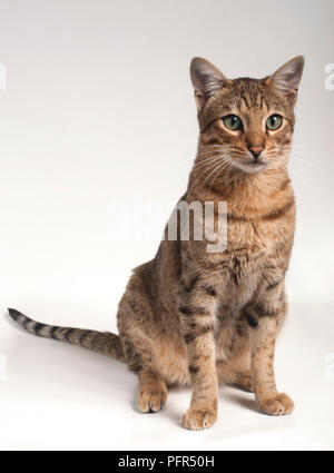 Savannah F6 Shorthair Cat Stock Photo