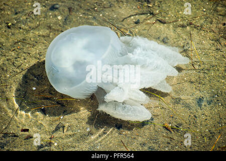 Sri Lanka, North Eastern Province, Batticaloa, jellyfish in sea Stock Photo