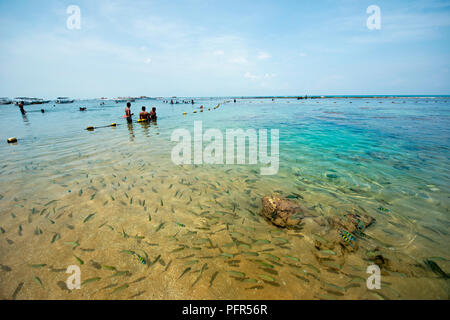 Sri Lanka, Southern Province, Hikkaduwa, Hikkaduwa Coral Sanctuary, school of fish in shallow water Stock Photo