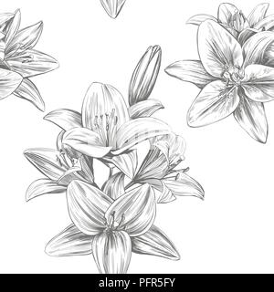 floral blooming lilies vector illustration hand drawn vector illustration realistic sketch Stock Vector