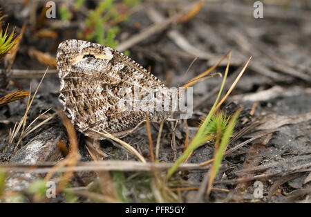 A perfectly camouflaged Grayling Butterfly (Hipparchia semele) perching on the ground. Stock Photo