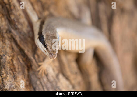 a lizard s sitting in the sun to warm up an and look for food Stock Photo
