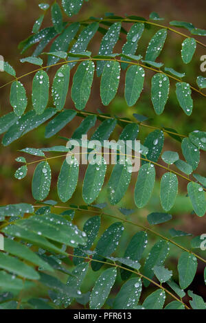 Locust Spring Dropping black locust leaves with water drops selective focus closeup Stock ...