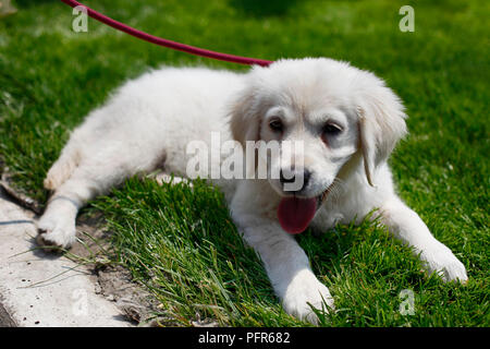 Golden Retriever puppy lying on green grass on a leash, sticking out tongue Stock Photo