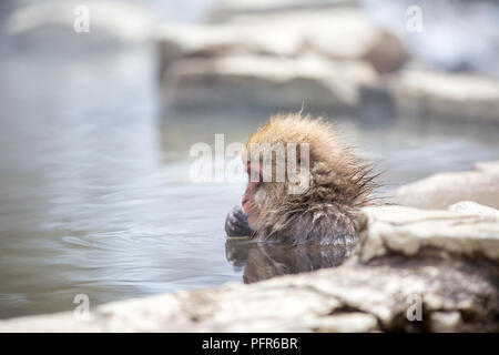 some macaque apes take a bath with the family in asia japan Stock Photo