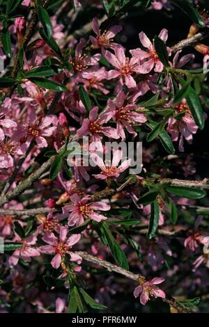 Pink blossom of Prunus tenella (Dwarf Russian Almond), close-up Stock Photo