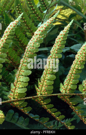 Dryopteris erythrosora (Autumn Fern, Japanese Wood Fern), fronds on stem close-up Stock Photo
