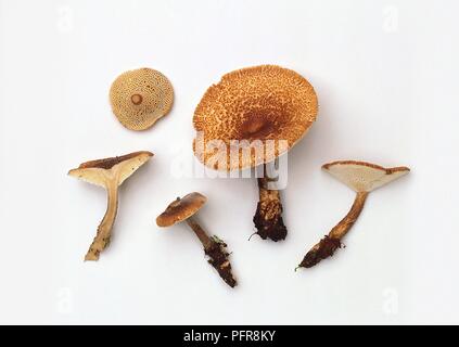 Examples of Polyporus tuberaster (Tuberous polypore) mushroom Stock Photo