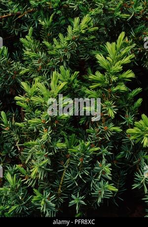 Leaves of Juniperus conferta 'Blue Pacific' (Shore juniper), close-up Stock Photo