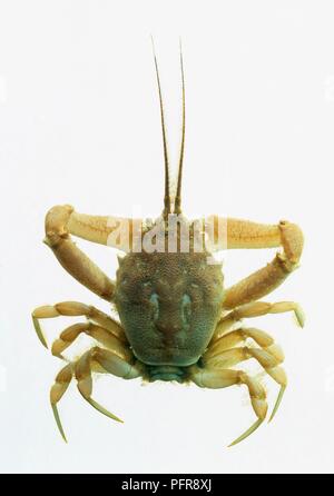 Masked crab (Corystes cassivelaunus) on white background Stock Photo