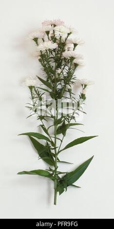 Aster novi-belgii 'Blandie' (Michaelmas Daisy) with white flowers and green leaves on long stem Stock Photo