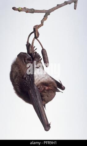 Daubenton's Bat (Myotis daubentonii) hanging upside down from branch Stock Photo