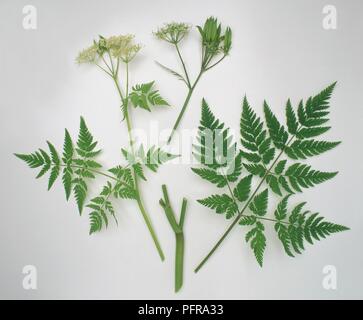 Leaves and flowers of Myrrhis odorata (Sweet cicely) Stock Photo