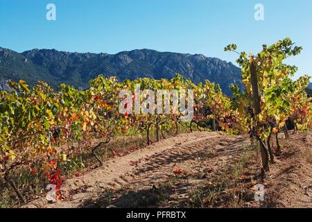 Corsica, Vallee de l'Orto, Domaine Saparale, autumn colours of vines with mountain in the background Stock Photo
