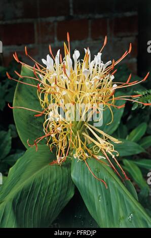 Hedychium ellipticum (Shaving brush ginger), close-up Stock Photo