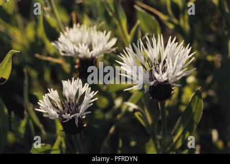 Centaurea montana 'Alba' (Mountain Knapweed), cornflower with spiked white flowers Stock Photo